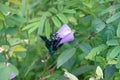 Wild bee, Carpenter bee (Xylocopa sp.) at flower