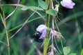 Wild bee, Carpenter bee (Xylocopa sp.) at flower