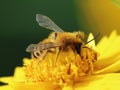 Wild bee collecting nectar on flower close-up