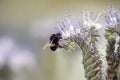 Wild bee collecting nectar from a flower during spring. Macro / Royalty Free Stock Photo