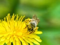 Wild bee collecting pollen