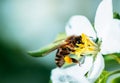 Wild bee collects nectar from blooming flowers in the open air on a sunny day, pollination of flowers