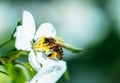 Wild bee collects nectar from blooming flowers in the open air on a sunny day, pollination of flowers