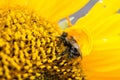 Wild bee collects pollen, nectar in a yellow sunflower flower, selective focus Royalty Free Stock Photo