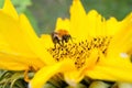 Wild bee collects pollen, nectar in yellow sunflower flower, selective focus Royalty Free Stock Photo