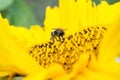 Wild bee collects pollen, nectar in yellow sunflower flower, selective focus Royalty Free Stock Photo