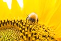 Wild bee collects pollen, nectar in yellow sunflower flower, selective focus Royalty Free Stock Photo