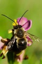 Wild bee Eucera nigrilabris overview pollinating a wookcock orchid Royalty Free Stock Photo