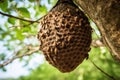 wild bee hive hanging on high tree branch