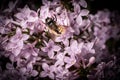 wild bee honeybee on flower