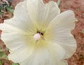 A wild bee in a mallow flower collects pollen Royalty Free Stock Photo