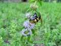 A wild bee on Mentha pulegium with blurred background. A bee sits on purple  mentha pulegium flower at sunny summer day Royalty Free Stock Photo