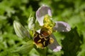 Wild bee Orchid flower with triple anthers - Ophrys apifera Royalty Free Stock Photo