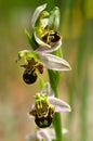 Wild Bee Orchid flowers stem - Ophrys apifera Royalty Free Stock Photo