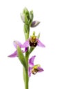 Wild Bee orchid - Ophrys apifera Royalty Free Stock Photo