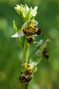Wild bee Orchid plant with malformation - Ophrys apifera Royalty Free Stock Photo