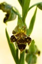 Wild bee Orchid plant with triple labellum - Ophrys apifera Royalty Free Stock Photo