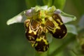 Wild bee Orchid triple labellum malformation - Ophrys apifera