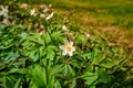 Wild bee pollinating a white-yellow wood anemone early-spring windflower in a green garden, park or forest on a sunny day