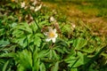 Wild bee pollinating a white-yellow wood anemone early-spring windflower in a green garden, park or forest on a sunny day Royalty Free Stock Photo