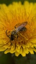 Bee pollinator is working on the dandelion flower