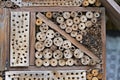 Wild bee prob. mason bee Osmia on an artificial nesting aid insect hotel
