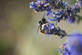 Wild bee on a purple lavender blossom