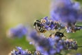 Wild bee on a purple lavender blossom