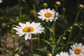 A wild bee sits on white field daisies with a yellow core. Royalty Free Stock Photo