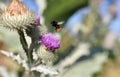 A wild bee after taking off from a thistle blossom Royalty Free Stock Photo