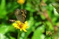 Honeybee wanting to land on a yellow daisy-like wildflower occupied by a butterfly