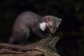 Wild Beech marten at night