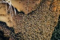 Wild beehive with bees hanging on the cave roof, closeup