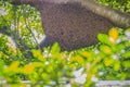 Wild beehive on the green nature tree in the forest. Honeycomb nest of the honeybee swarm hanging at the tree in nature forest.