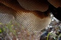 Wild Beehive hanging on a dead tree branch with sun shining through sun bleached geometric polygon biomimicry architectural shapes Royalty Free Stock Photo