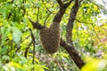 Wild beehive on tree