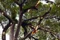 Wild beehive in tropical forest