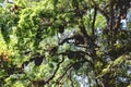 Wild bees beehive on tree