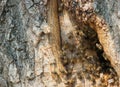 Wild bees have made a hive in a tree