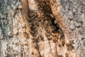 Wild bees have made a hive in a tree