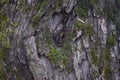 Wild bees Nest in an old Oak trunk