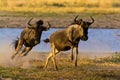 Wild beest migration in tanzania