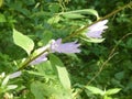 Wild bell flower in the forest with blue blossom