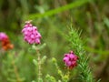 Wild bell heather Erica cinerea isolated with blurred background Royalty Free Stock Photo