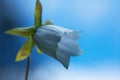 Wild bellflower and sky Royalty Free Stock Photo