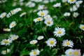 Wild Bellis perennis flowers, white blossoms with yellow center in the green grass backgrounds. Common daisies, Lawn Royalty Free Stock Photo