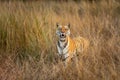 wild bengal female tiger or panthera tigris closeup with eye contact and ears up face expression in grassland during dry hot Royalty Free Stock Photo