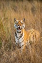 wild bengal female tiger or panthera tigris closeup with eye contact and ears up face expression in grassland and dry hot summer Royalty Free Stock Photo