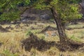 Wild bengal female tiger or panthera tigris tigris on prowl in morning for territory marking in natural scenic background at kanha Royalty Free Stock Photo