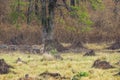 Wild bengal female tiger or panthera tigris tigris on prowl in morning for territory marking in natural scenic background at kanha Royalty Free Stock Photo